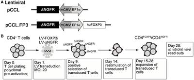 Forkhead-Box-P3 Gene Transfer in Human CD4+ T Conventional Cells for the Generation of Stable and Efficient Regulatory T Cells, Suitable for Immune Modulatory Therapy